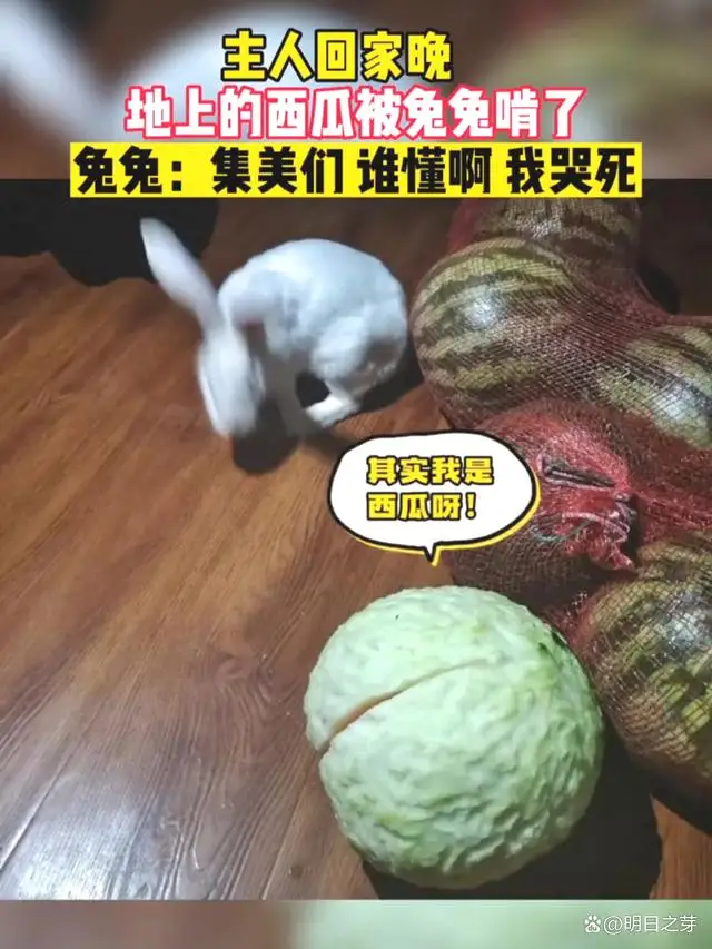 兔子咬西瓜一千多口没吃到瓤，网友们看了后有人则被它萌翻