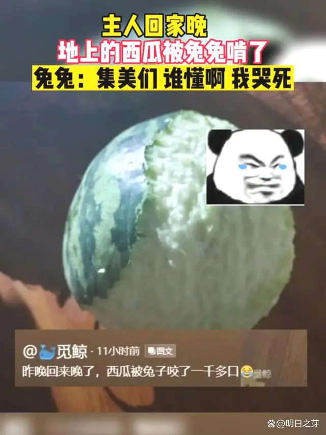 兔子咬西瓜一千多口没吃到瓤，网友们看了后有人则被它萌翻