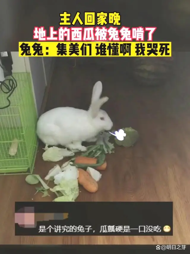 兔子咬西瓜一千多口没吃到瓤，网友们看了后有人则被它萌翻