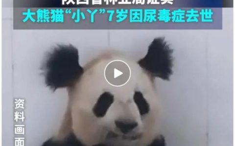 大熊猫“小丫”因尿毒症去世？官方回应