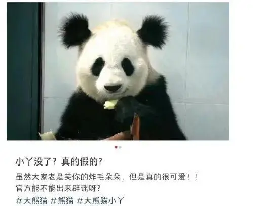 大熊猫“小丫”因尿毒症去世？官方回应