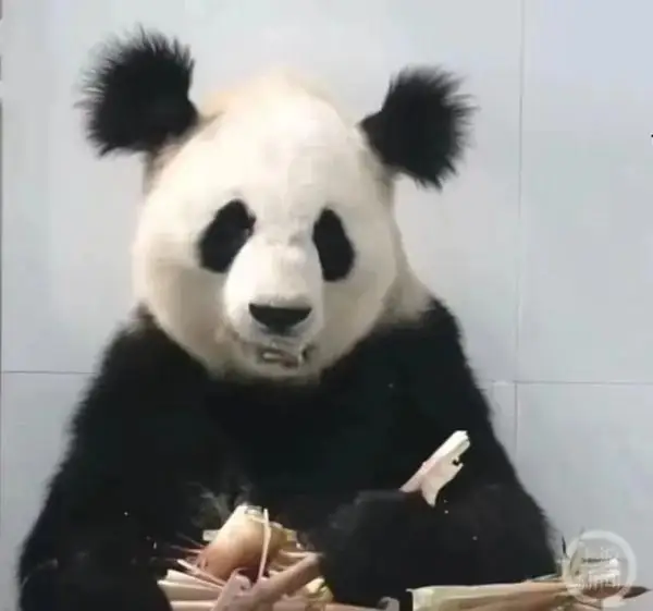 大熊猫“小丫”因尿毒症去世?官方回应 大熊猫“小丫”因尿毒症去世?官方回应