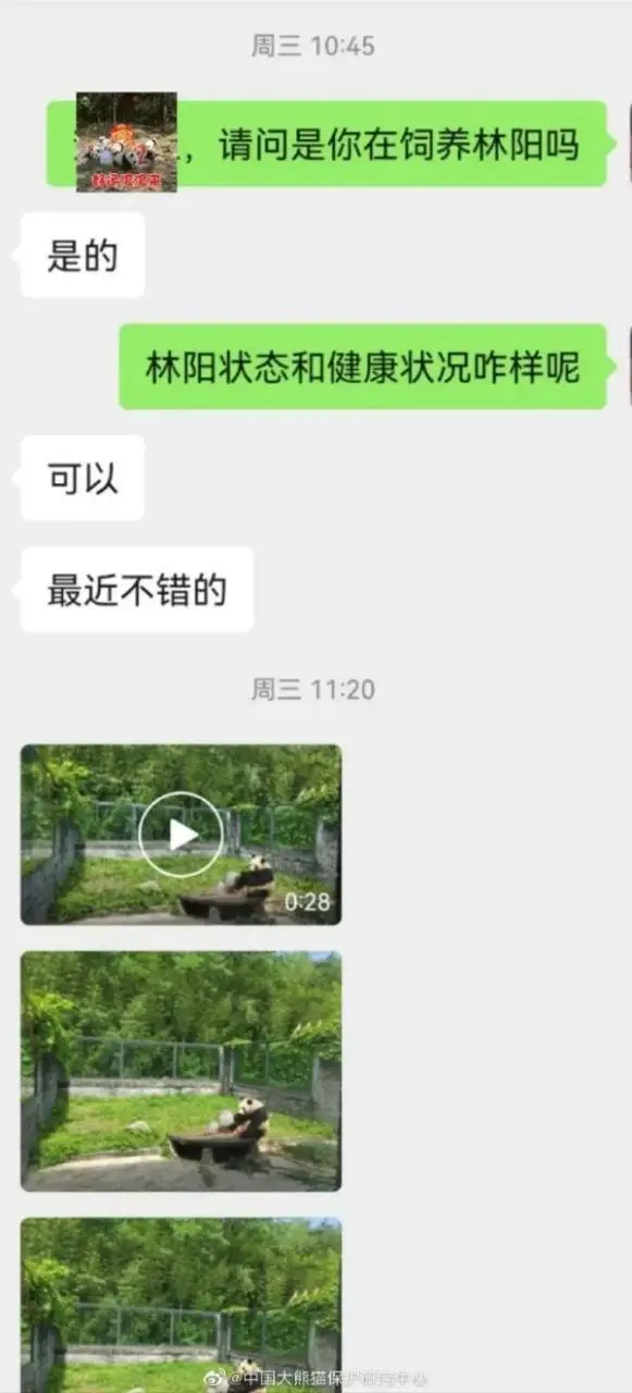 大熊猫“小丫”因尿毒症去世？官方回应