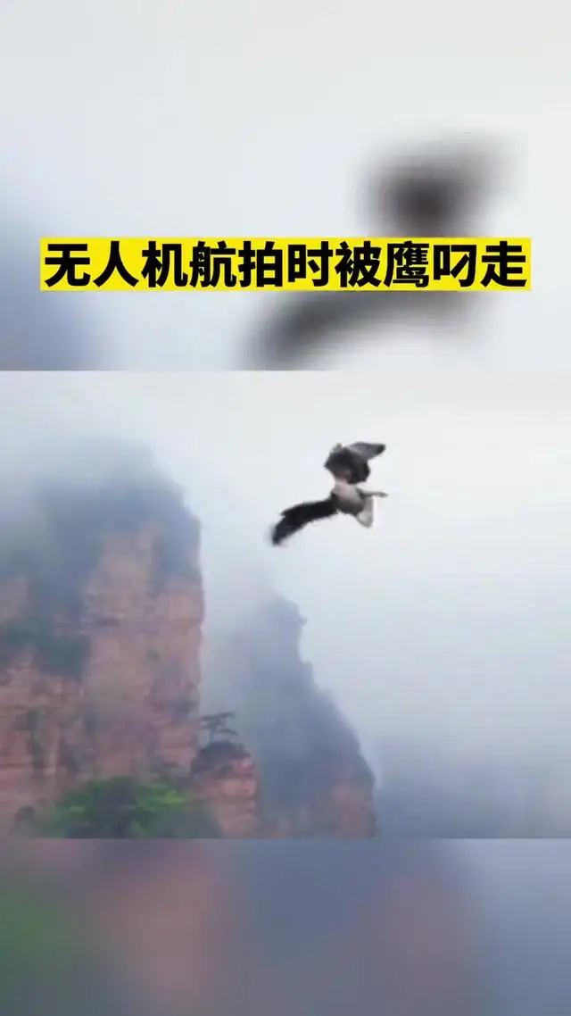 无人机航拍时被鹰叼走扔在了树林中!霸道! 无人机航拍时被鹰叼走扔在了树林中!霸道!