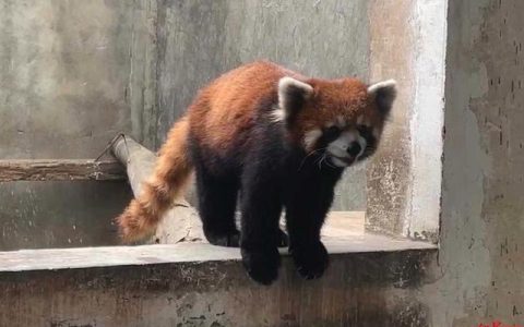 警方破获大案解救63只小熊猫，动物园接手后20多只陆续死亡