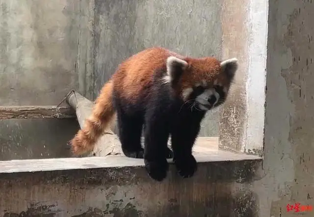 警方破获大案解救63只小熊猫，动物园接手后20多只陆续死亡