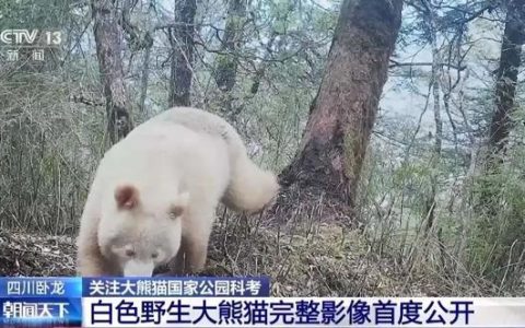 罕见！白色野生大熊猫完整影像首公开