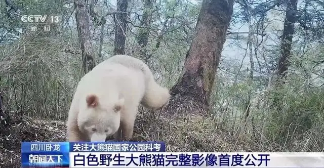 罕见！白色野生大熊猫完整影像首公开