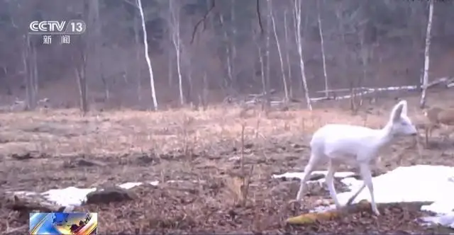 罕见！白色野生大熊猫完整影像首公开