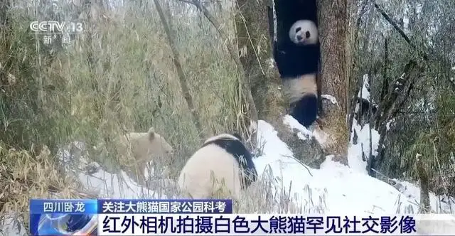 罕见！白色野生大熊猫完整影像首公开