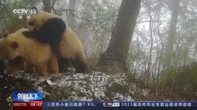 罕见！白色野生大熊猫完整影像首公开
