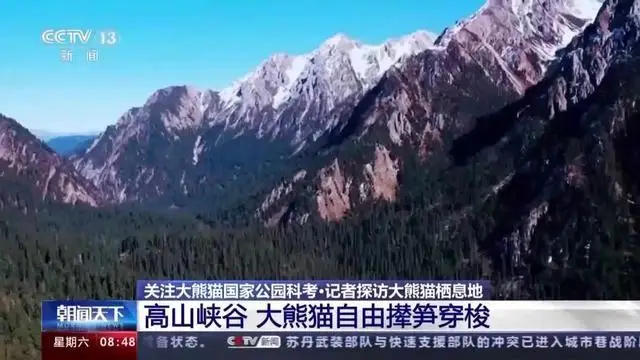 罕见！白色野生大熊猫完整影像首公开