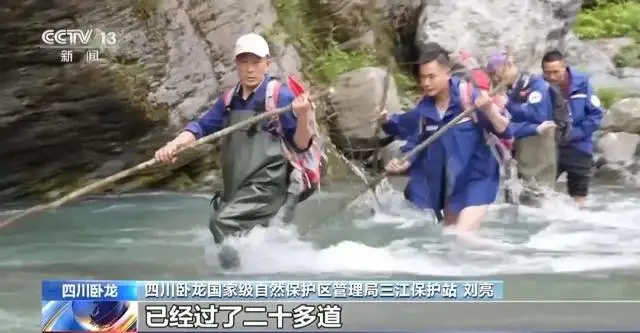 罕见！白色野生大熊猫完整影像首公开