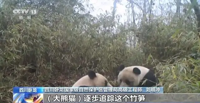 罕见!白色野生大熊猫完整影像首公开 罕见!白色野生大熊猫完整影像首公开