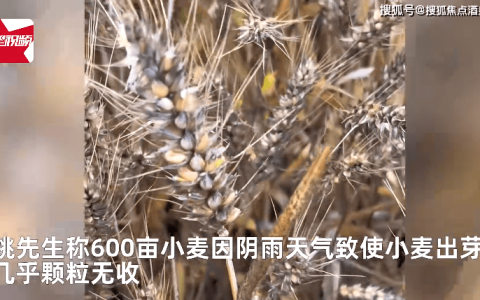 小麦因下雨发芽 农户哭诉损失惨重：600亩麦田等于颗粒无收