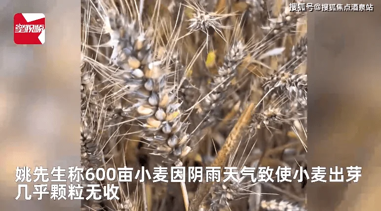 小麦因下雨发芽 农户哭诉损失惨重：600亩麦田等于颗粒无收