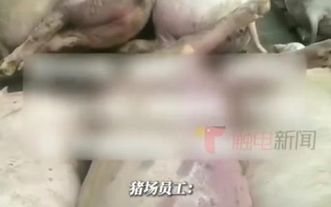 猪场电闸跳闸，高温致上千头猪死亡，损失上千万