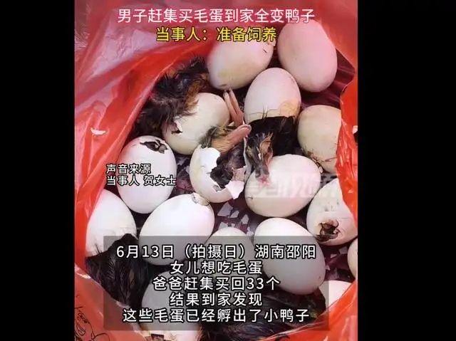 湖南一男子赶集买毛蛋到家全变鸭子,当事人:后续会饲养 湖南一男子赶集买毛蛋到家全变鸭子,当事人:后续会饲养