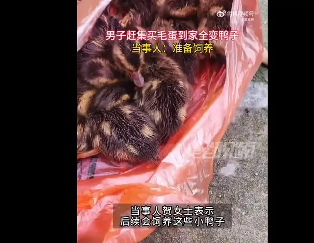湖南一男子赶集买毛蛋到家全变鸭子,当事人:后续会饲养 湖南一男子赶集买毛蛋到家全变鸭子,当事人:后续会饲养