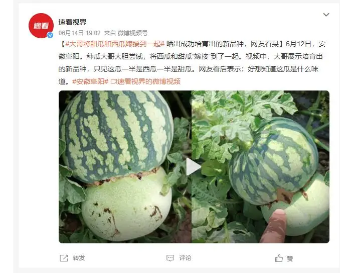 男子突发奇想将甜瓜和西瓜嫁接 网友：想知道什么味道