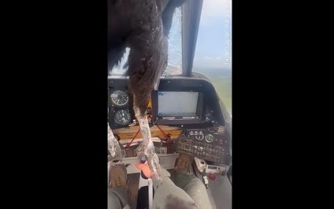 巨鸟撞穿厄瓜多尔一飞机挡风玻璃，残骸嵌入机身！飞行员满脸血仍淡定驾驶