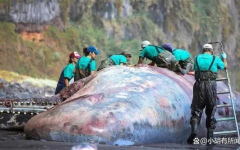 抹香鲸尸体中被发现9.5公斤龙涎香