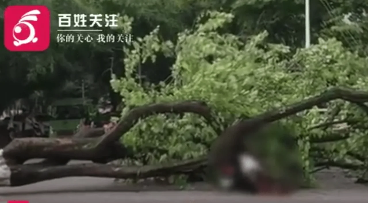 广西大学内树木倾倒致1老师遇难，校方回应：正在处理
