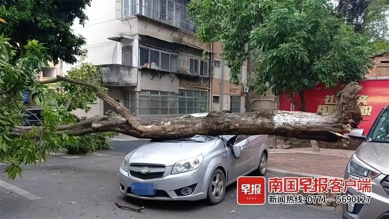 广西大学内树木倾倒致1老师遇难，校方回应：正在处理