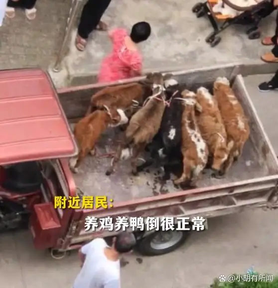 居民在5楼阳台养7头牛被投诉 居民在5楼阳台养7头牛被投诉