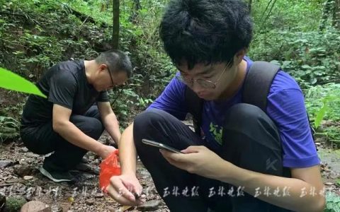 广西一17岁少年发现新物种：卷肢华石蟹，广西淡水蟹多样性成全国第二