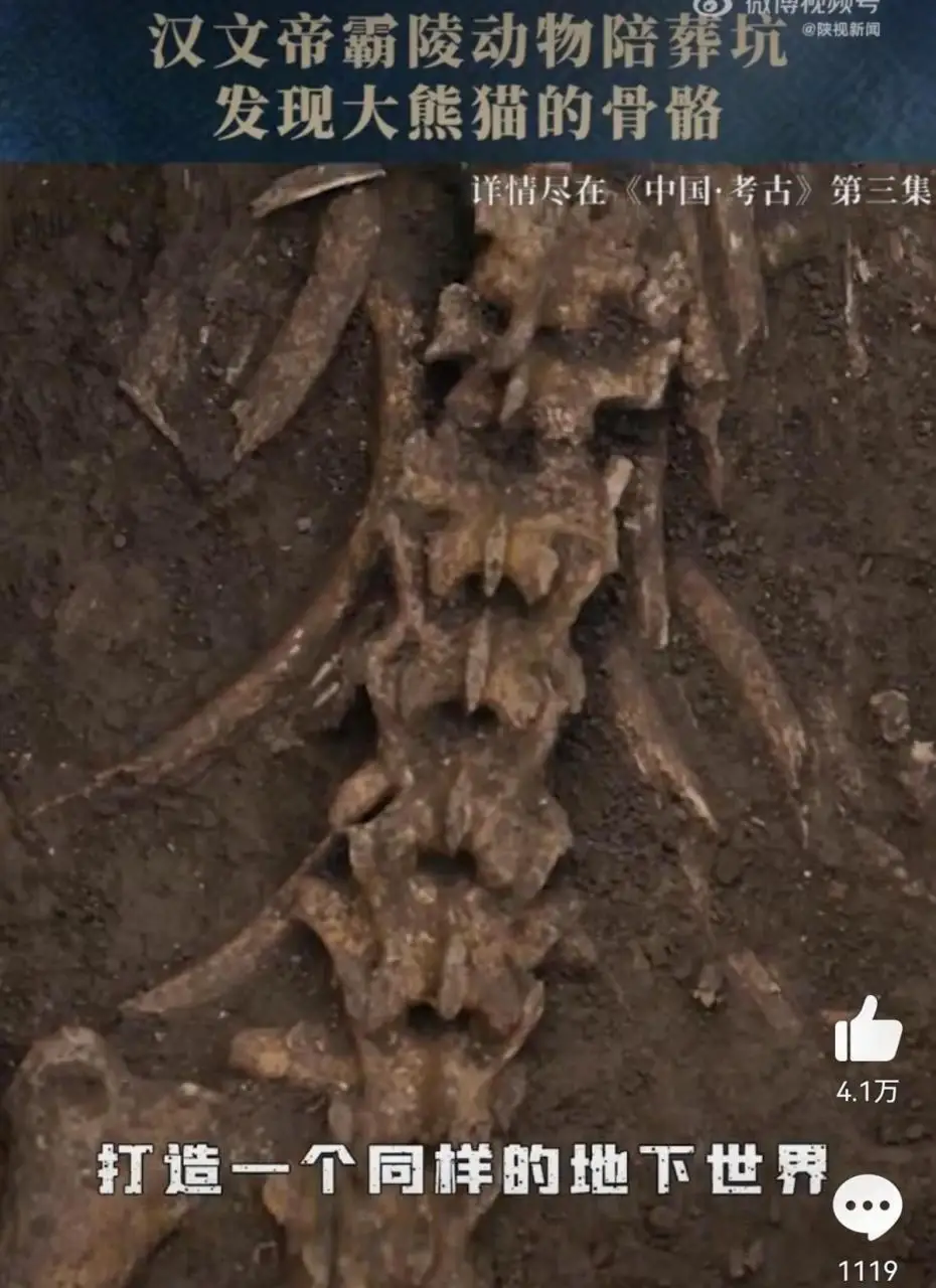 2000多年前汉文帝用国宝大熊猫陪葬？西安霸陵殉葬坑出土完整大熊猫骨骼
