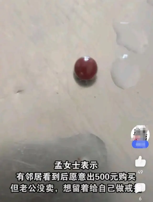 女子称买28元河蚌疑发现红色孔克珠 女子称买28元河蚌疑发现红色孔克珠