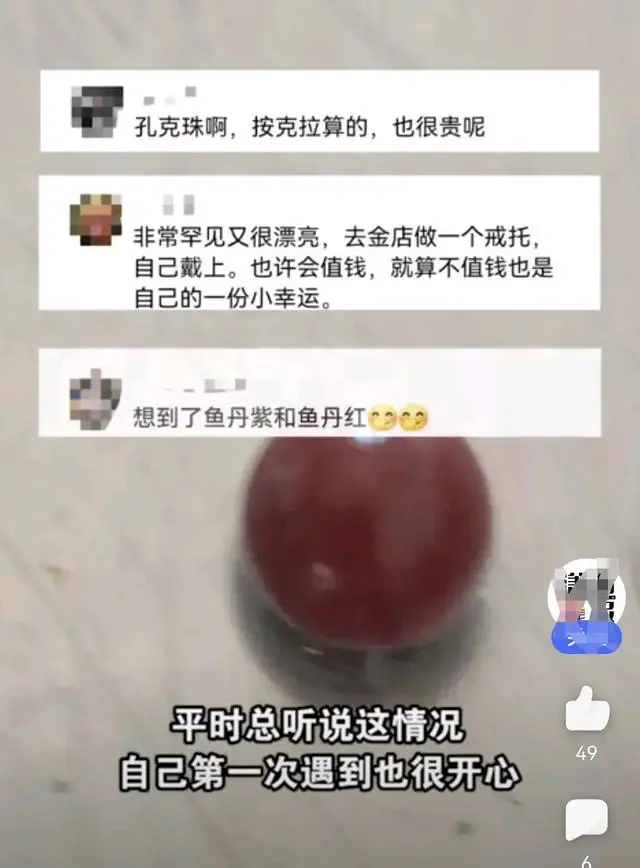 女子称买28元河蚌疑发现红色孔克珠 女子称买28元河蚌疑发现红色孔克珠