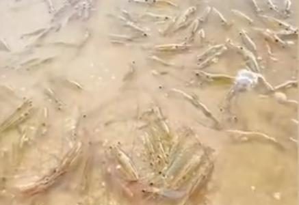 广东一海滩突然涌现大量海虾