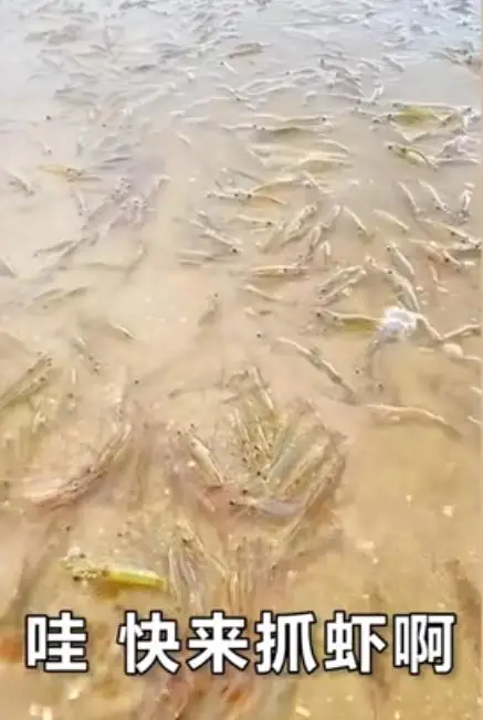 广东一海滩突然涌现大量海虾