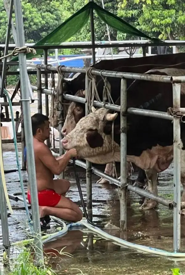 活牛插管灌水，一头牛灌水近50升……一注水牛窝点被查