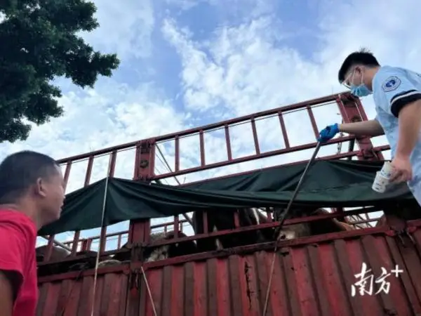 活牛插管灌水，一头牛灌水近50升……一注水牛窝点被查