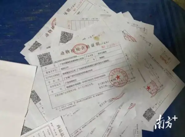 活牛插管灌水，一头牛灌水近50升……一注水牛窝点被查
