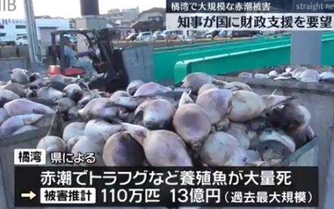 日本长崎百万条养殖鱼死亡 县政府公布原因