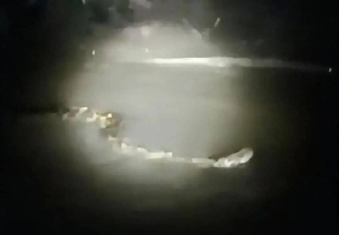 河南周口一村庄河中现巨型“长虫”？千万网友在线围观寻找！当地回应