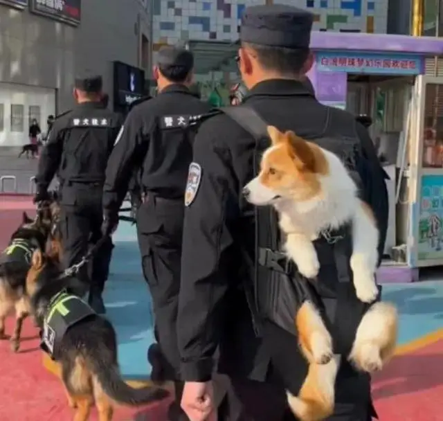 萌态可掬显英勇：山东柯基犬逆袭警界传奇